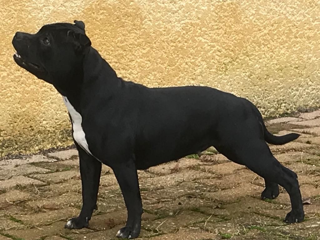 Les Staffordshire Bull Terrier de l'affixe du Clos des Andréas