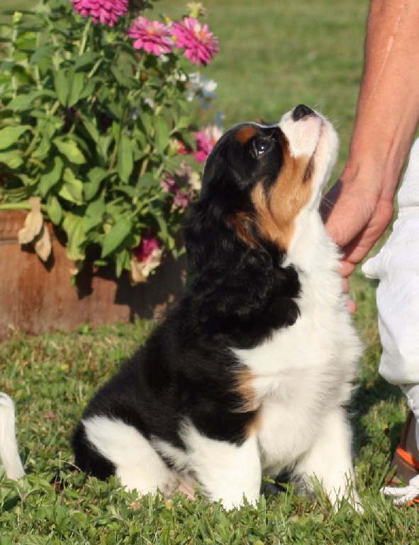 du Clos des Andréas - CHIOTS TRICOLORES ENCORE DEUX MALES DISPONIBLES 