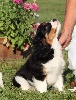  - CHIOTS TRICOLORES ENCORE DEUX MALES DISPONIBLES 