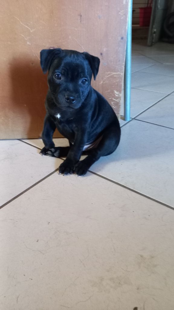 du Clos des Andréas - Chiot disponible  - Staffordshire Bull Terrier