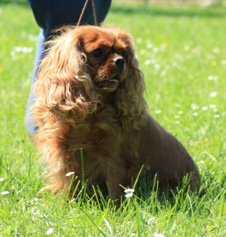 Gentiane (Sans Affixe)