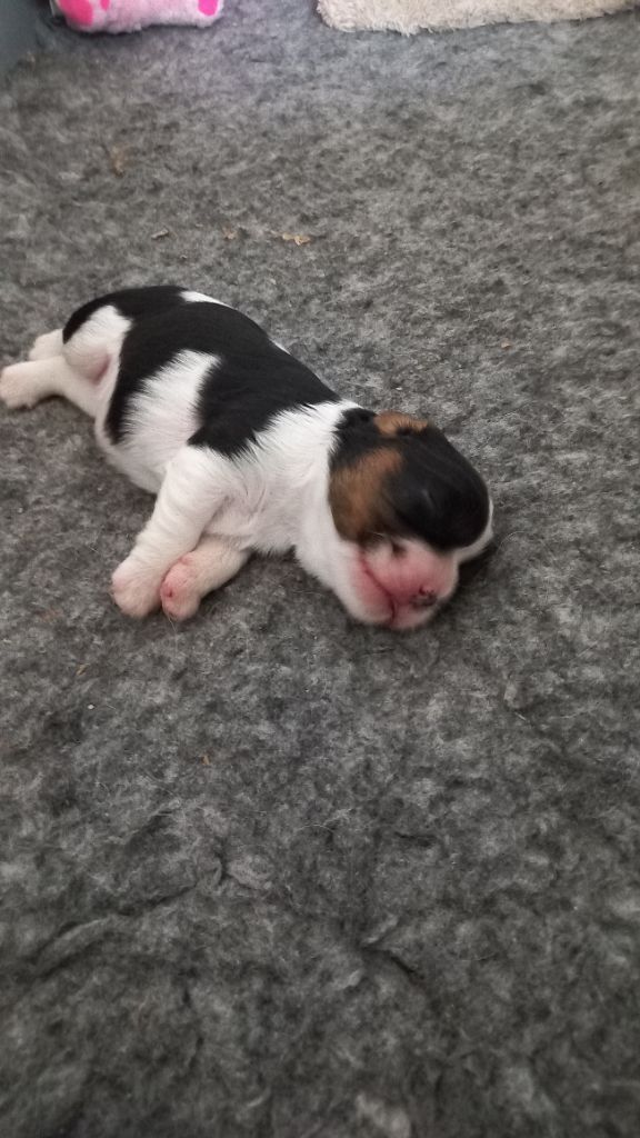 CHIOT FEMELLE TRICOLORE 