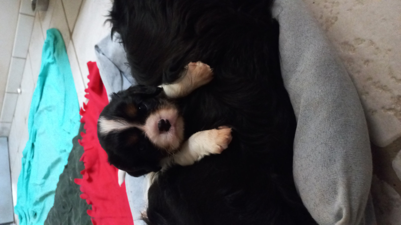 du Clos des Andréas - Chiots disponibles - Cavalier King Charles Spaniel
