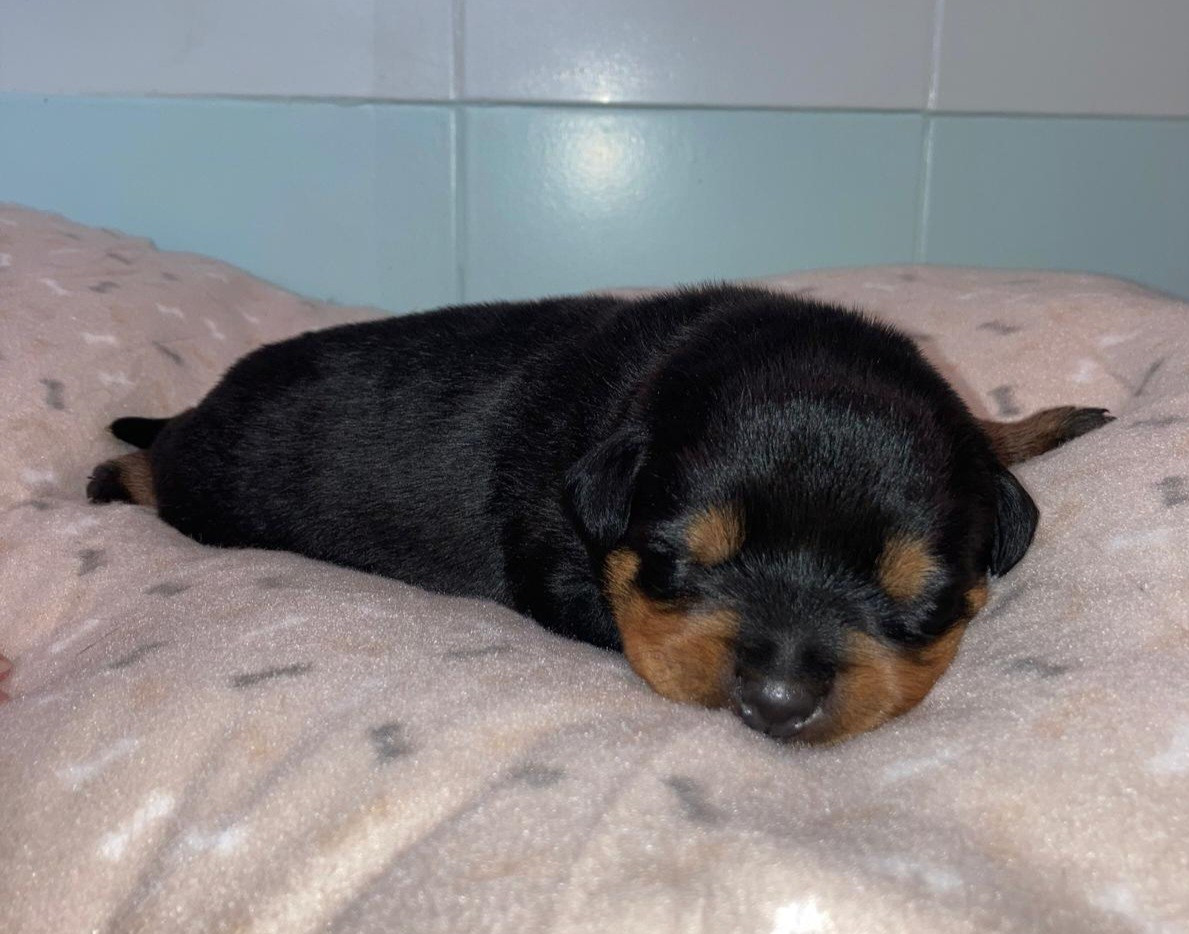 du Clos des Andréas - Chiots disponibles - Rottweiler
