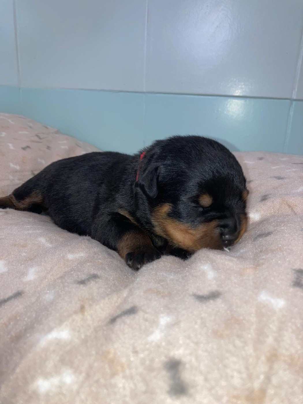 du Clos des Andréas - Chiots disponibles - Rottweiler
