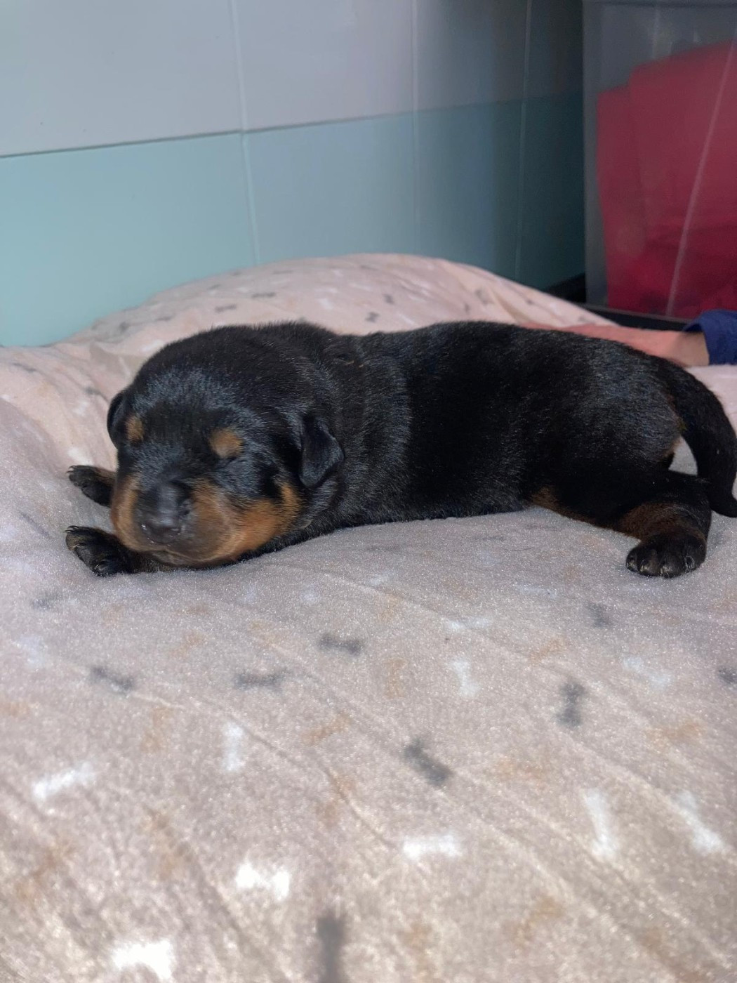 du Clos des Andréas - Chiots disponibles - Rottweiler