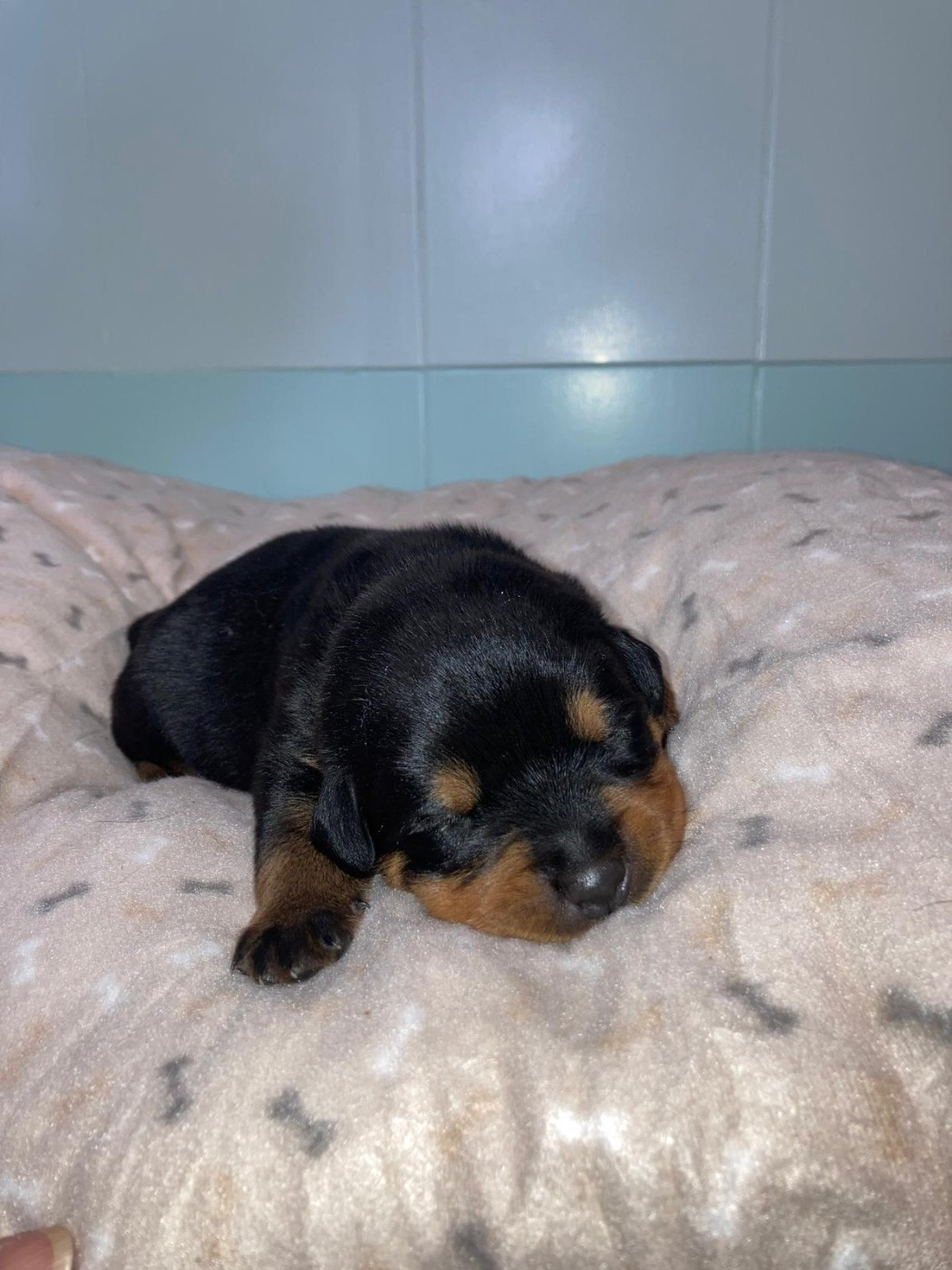 du Clos des Andréas - Chiots disponibles - Rottweiler